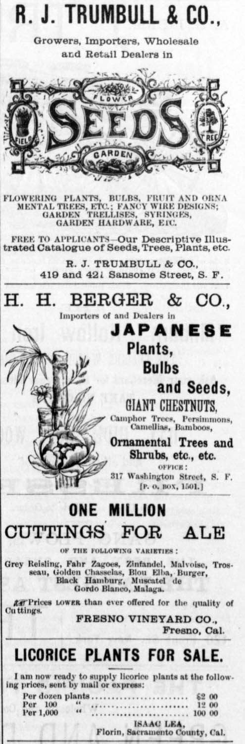 Seeds and Licorice Plants for Sale.