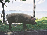 Road Hog Tahitian Style photograph copyright Dianne Levy.